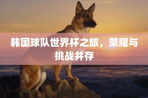 韩国球队世界杯之旅，荣耀与挑战并存