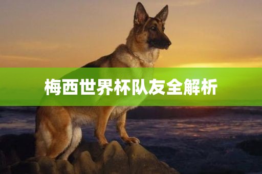 梅西世界杯队友全解析