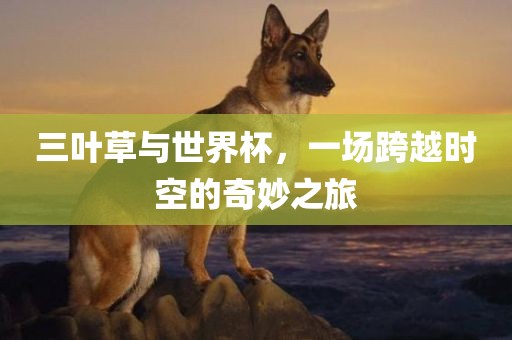 三叶草与世界杯，一场跨越时空的奇妙之旅广西贺州市华昌新材料有限公司