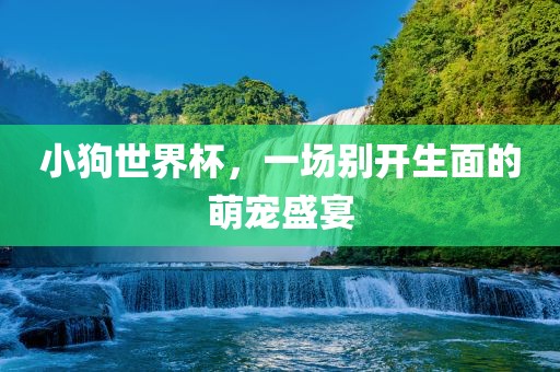 小狗世界杯，一场别开生面的萌宠盛宴广西贺州市华昌新材料有限公司