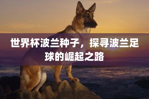 世界杯波兰种子，探寻波兰足球的崛起之路